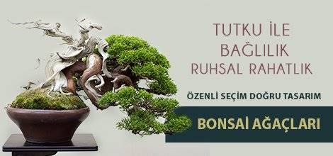 Ankara Çiçek   Ankara Çiçek Yazılımı